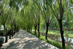 天津的公墓陵园内允许自建陵墓吗