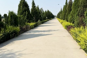 天津市津南区怡静园园区环境图