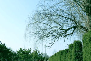 万桐园公墓园区景观图